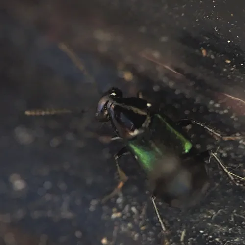 Blue-winged Rove Beetle
