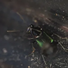 Blue-winged Rove Beetle thumbnail 1