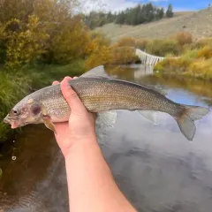 Mountain Whitefish thumbnail 3