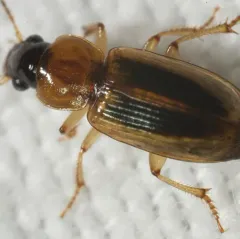 Comma Harp Ground Beetle thumbnail 4