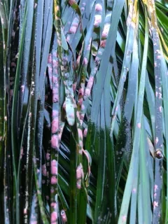Surfgrass encrusting alga thumbnail 2