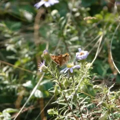Leonard's Skipper thumbnail 4