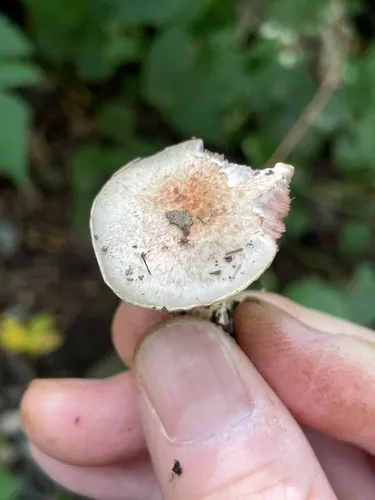 mini mushroom