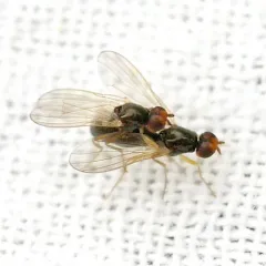 Carrot Rust Fly thumbnail 1