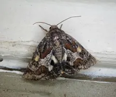 Spinose Flower Moth thumbnail 2