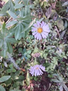 Henderson's aster thumbnail 2
