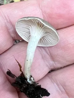 dapper funnel thumbnail 4