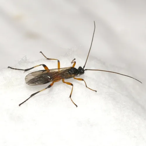 Aleiodes pseudoterminalis