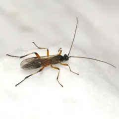 Aleiodes pseudoterminalis thumbnail 1