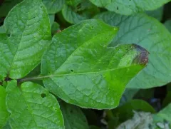 potato blight thumbnail 3