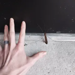 Giant Western Crane Fly thumbnail 3