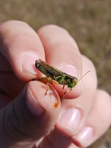 Melanoplus uinta