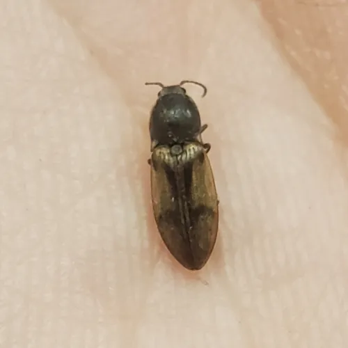Propelling Click Beetle