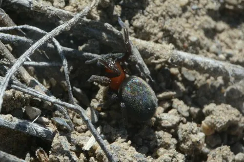 Titanoeca nigrella