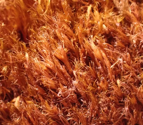 Rusty Swan-neck Moss