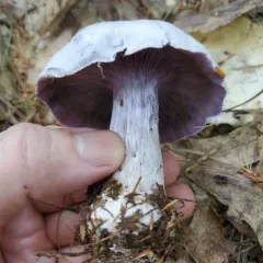Silvery-violet Cort thumbnail 4