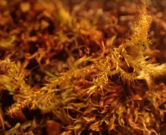 Cedar Moss thumbnail 3