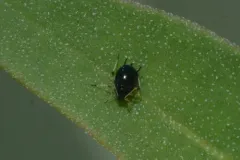 Cowpea Aphid thumbnail 2