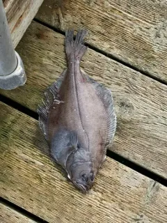 Flathead Sole thumbnail 3