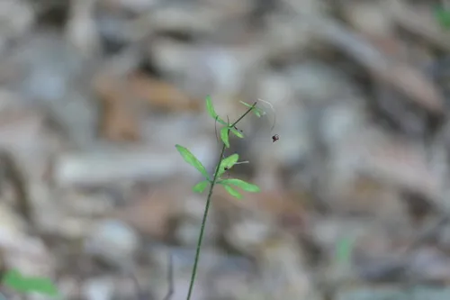 rock buttercup