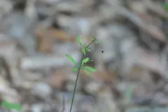 rock buttercup thumbnail 1