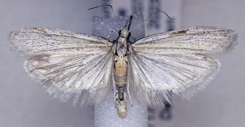 Bandera virginella
