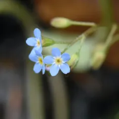 bay forget-me-not thumbnail 4