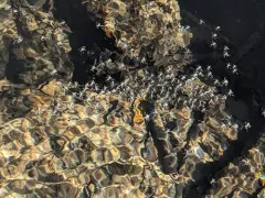 Rhagovelia distincta thumbnail 2