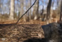 Xylaria finismundoensis thumbnail 2