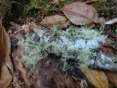 Usnea silesiaca thumbnail 3
