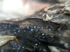 Mollisia discolor thumbnail 3
