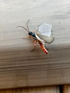 Colpognathus helvus thumbnail 2