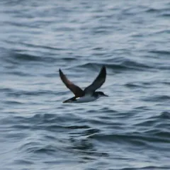 Manx Shearwater thumbnail 3