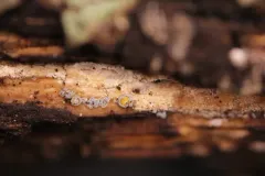 Proliferodiscus earoleucus thumbnail 2