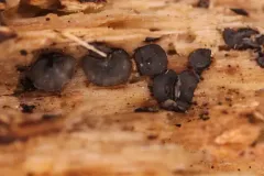 Mollisia ligni thumbnail 2