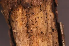 Durella connivens thumbnail 2