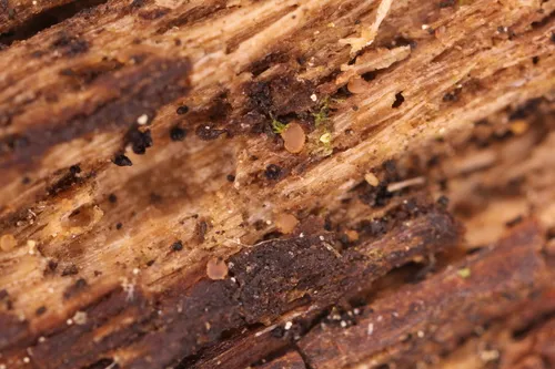 Orbilia aprilis