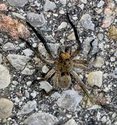 Missouri Burrowing Wolf Spider thumbnail 4