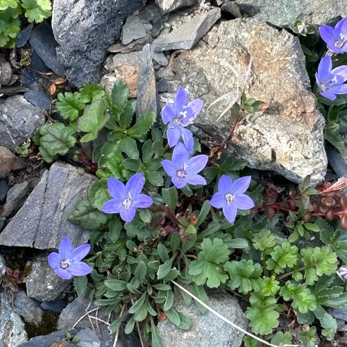 Olympic Bellflower