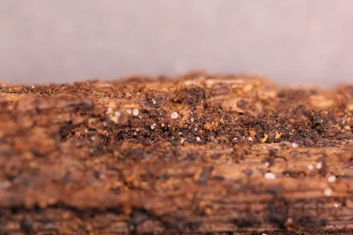 Hyaloscypha daedaleae