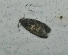 Pristerognatha agilana thumbnail 3