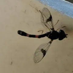 Western Band-winged Hover Fly thumbnail 4