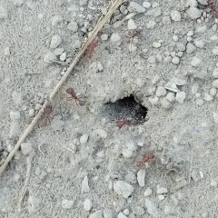 Western Harvester Ant thumbnail 2