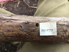 Propolis farinosa thumbnail 2
