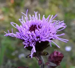 New England blazing star thumbnail 4