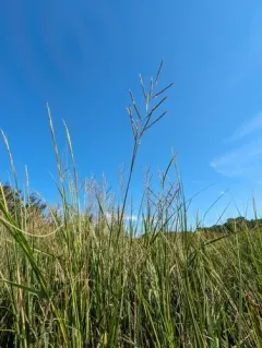 Big Cordgrass thumbnail 2