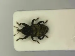 Acalles carinatus thumbnail 1