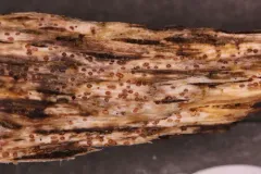 Cryptodiscus pallidus thumbnail 2