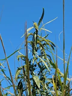 Tidalmarsh Amaranth thumbnail 2