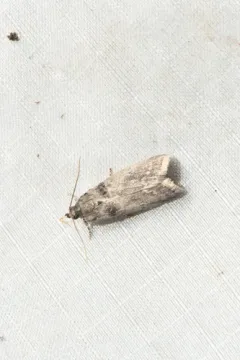 Birch Tubemaker Moth thumbnail 3